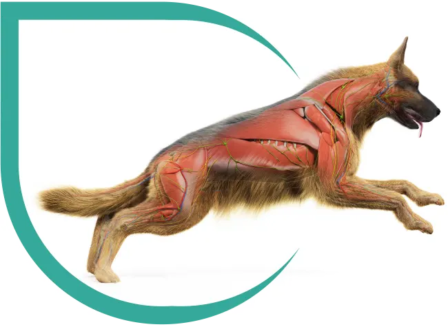 Clinical Canine Massage Surrey | Koa Canine Massage Therapy