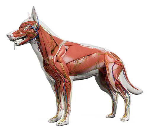 canine and equine massage therapy certification